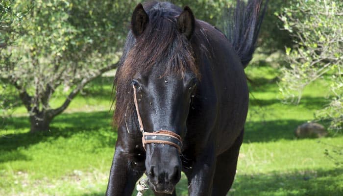 Reiten