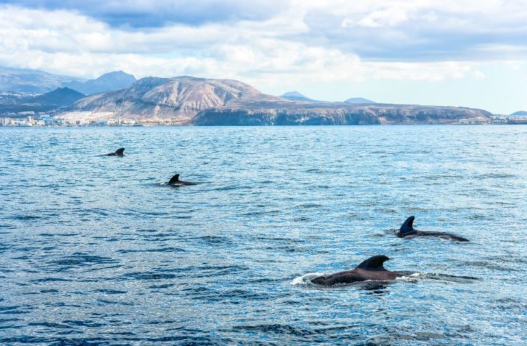 Delfine und Wale beobachten