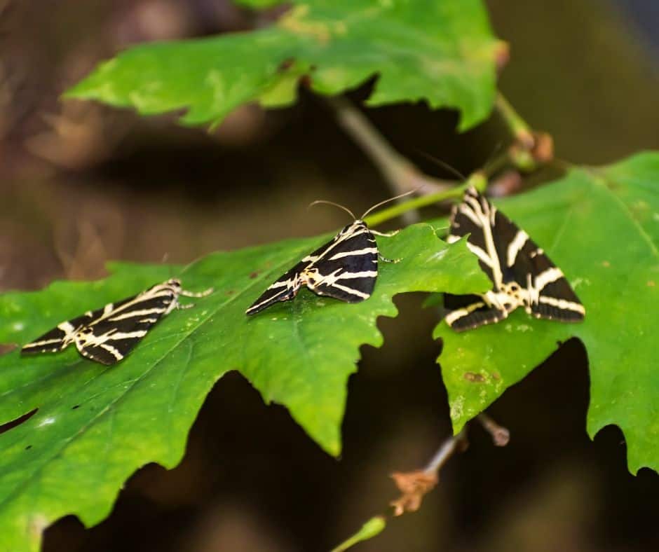 Schmetterlingstal auf Rhodos Bilder, Tipps und Infos Schmetterlingstal auf Rhodos Bilder, Tipps und Infos